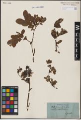 Foto von Salix aurita L. x Salix myrtilloides L.